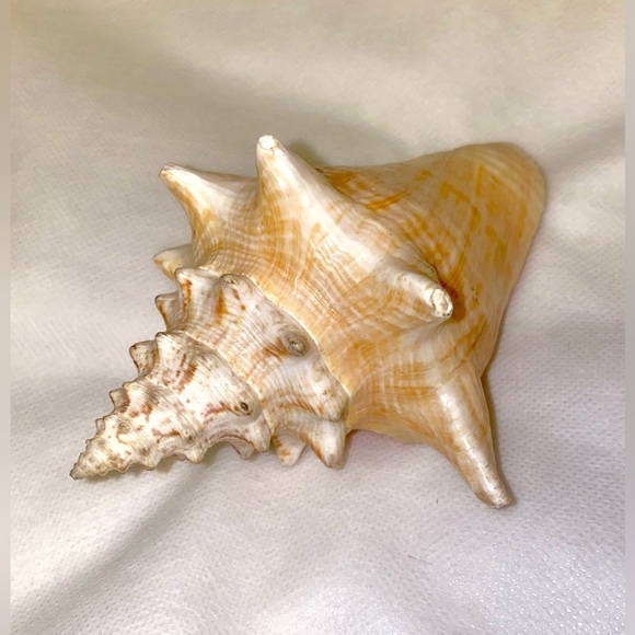 Natural Conch Shell Home Accent - Picture 1 of 4